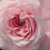 Rózsaszín - fehér - Talajtakaró rózsa - Zemplén